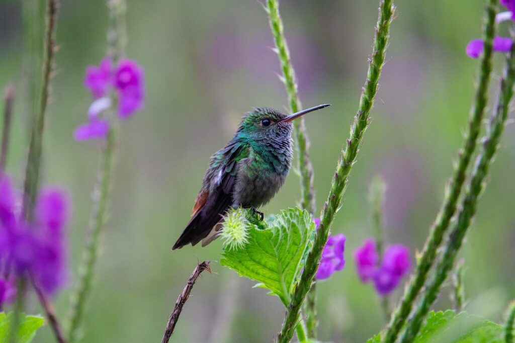 costa rica, bird, tropical, nature, animal, wildlife, avian