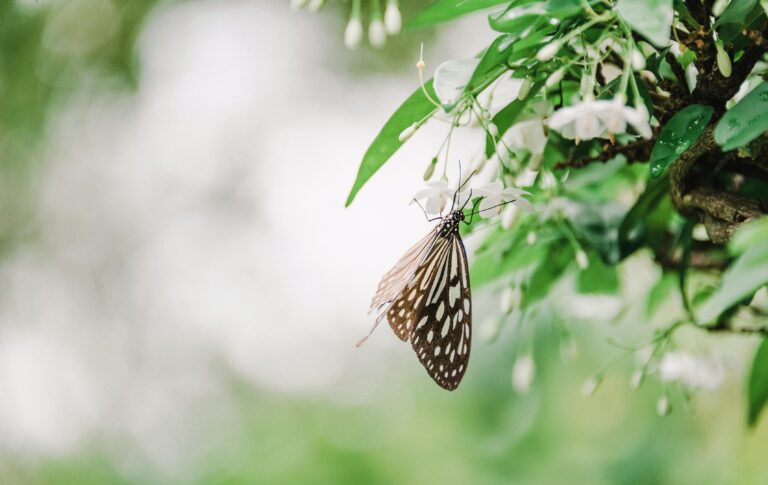A close-up of a butterfly perched on vibrant white blossoms, showcasing nature's beauty.